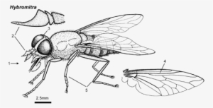 Black Horse Fly Transparent Background - Pulvilli Of Horse Fly