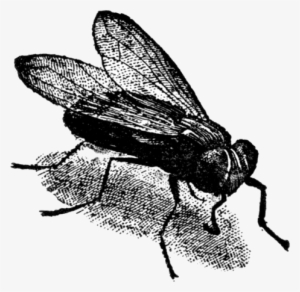 He Says That Even Though The Nehene Is An Idiot, People - Net-winged Insects