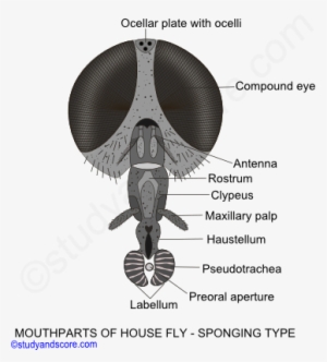 Mouthparts Of Housefly - Sponging Type Of Mouthparts