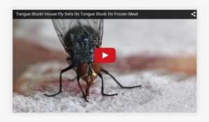 Now Here's Something You Don't See Everyday - Tongue Of A Fly