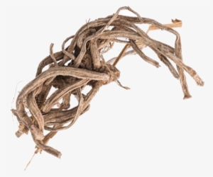 Supplemental Text Goes Here - Óleo Essencial De Vetiver 10ml