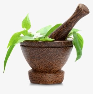 Among Those Many Blends Is The Popular Essential Oil - Png Spa