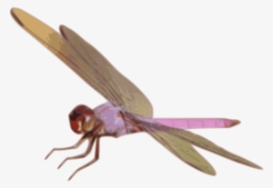 Free Dragonfly Free Dragonfly - Clip Art