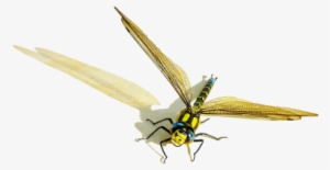 Illustrations - Hd Transparent Dragonfly