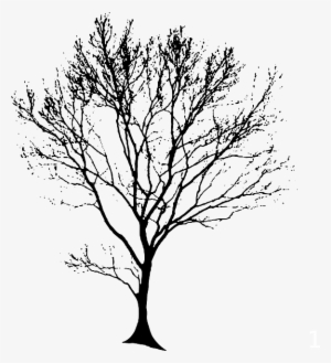Tree, Silhouette, Black - Oak Tree Line Art
