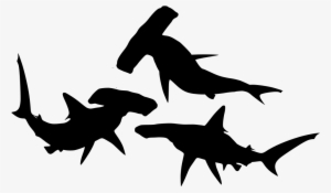 Download Png - Sharks In Png