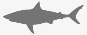 Great White Shark - Portable Network Graphics