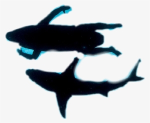 Winner Wildlife Photographer Of The Year 2016