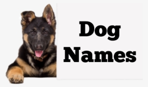 Dog Names - Baby New Names 2018 Muslim