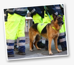 What To Do - German Shepherd