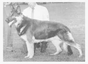 Ch Helmkor's Jolly Rogue Cd Akc Wa499679 Color - Lapponian Herder