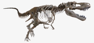Daspletosaurus Cast Mount - Daspletosaurus Skeleton