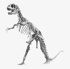 Clipart Resolution 1000*1000 - Allosaurus Skeleton Png