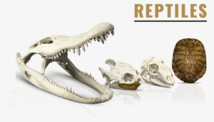 Reptiles & Amphibians - Skeletons: Museum Of Osteology