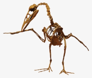 This Week In Dinosaur News - Ichthyornis Dispar