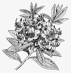 Rhododendron Dekatanum Azalea Shrub Flowering Plant - Rhododendron Clipart