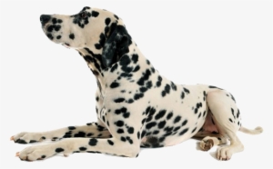 Dog Png - Dog Laying Down No Background