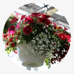 30cm Hanging Baskets - Bouquet