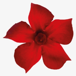 Sundaville Beauty Red - Rocktrumpet