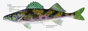 Sauger - Sauger Vs Walleye Vs Saugeye
