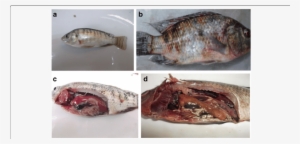 A Body Shape Of Tilapia Fish Laterally Compressed To - Piperacillin Tazobactam Trade Name In Egypt