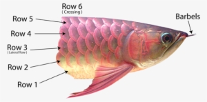 These Scales Are Rather Visible To The Naked Eye As - Lateral Scale Of Fish