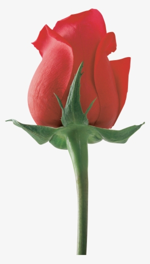 Love Flower For Girlfriend