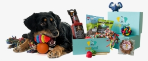 Toys And Treats We Guarantee Your Dog Will Love - Companion Dog