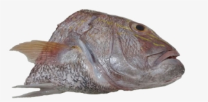 Red Seabream