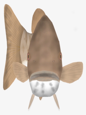 Fish Head Found In Cooler Lakes And Rivers In Northern - Shark