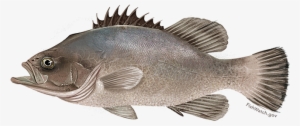 Wreckfish - Wreckfishes
