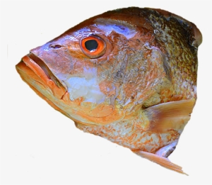 Head Of Fish Png