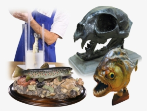 Taxidermy - Ray-finned Fish