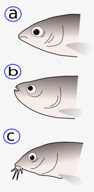 Open - Fish Mouths