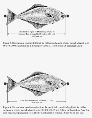 Classification - Sole