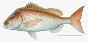 All-tackle World Records - Australasian Snapper