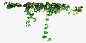 Climbing Vines Transparent, Download Original Version - S.a.d. Gmbh Vengeance, Lost Love, 1 Cd-rom Pc-game