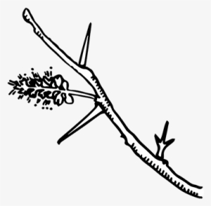 Alternate & Compound - Leaf