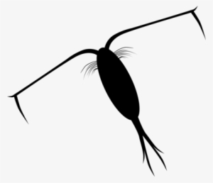 Plankton And Karen Ocean Phytoplankton Zooplankton - Clipart Plankton