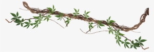 Branch-768x262 - Hedge Bindweed