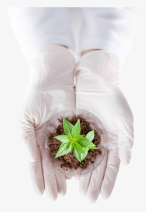 Peace Naturals Hands Medicinal Cannabis Plant - Science