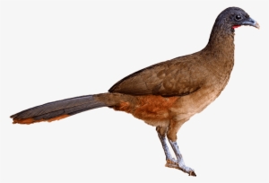 The National Birds Of Trinidad & Tobago - Cocrico Of Trinidad And Tobago