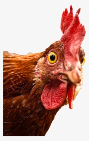 Chicken Duties - Startled Chicken