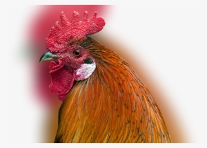 Color Palette Ideas From Chicken Rooster Beak Image - Pollo E Gallo Differenza