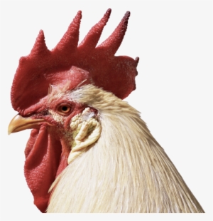 Rooster