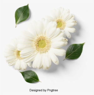 Beautiful Fresh Flower Petals, Flowers, Petals, Leaves - Psd พื้น หลัง ลาย เส้น ดอกไม้ สวย ๆ