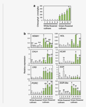 Rt Qpcr Analysis Of Chl Metabolic Genes In Petals Of - Common Fig