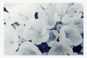 Background Of White Petals Delicate Flowers Texture - Bakgrund Fina Bilder