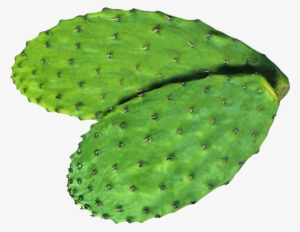 The Nopal Cactus Is Just Starting To Emerge On The - Eastern Prickly Pear