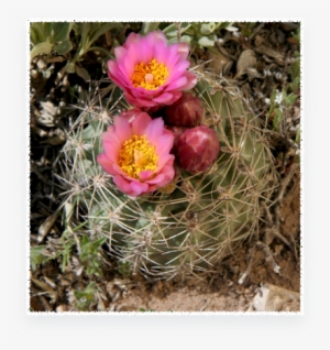 Bukinczia Cabulica - Sclerocactus Brevispinus